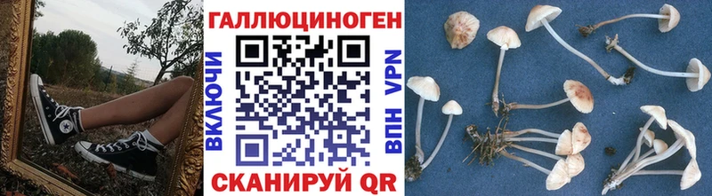 Псилоцибиновые грибы Psilocybe  Купить  Черногорск 